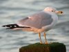 Ring-billed Gull at Westcliff Seafront (Steve Arlow) (74823 bytes)